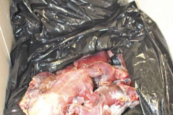 Interpellé avec de la viande de tortue