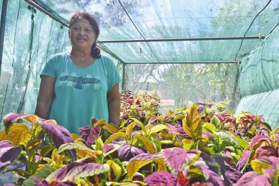 Poussée de Coléus  au Salon de l’horticulture
