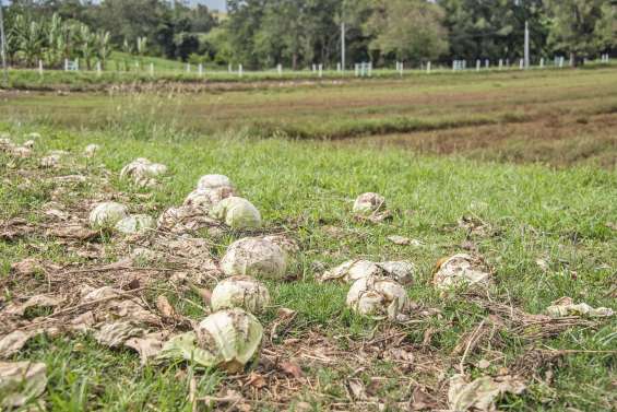 La Nouvelle-Calédonie, reine du gaspillage alimentaire
