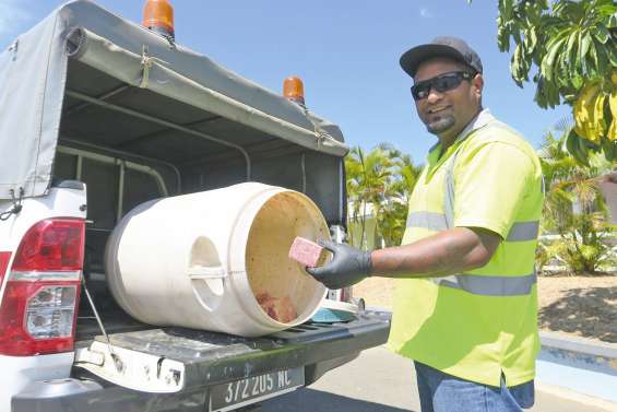 A la chasse aux rats dans les écoles