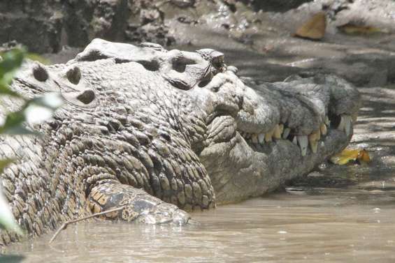 Le crocodile aurait mangé la retraitée