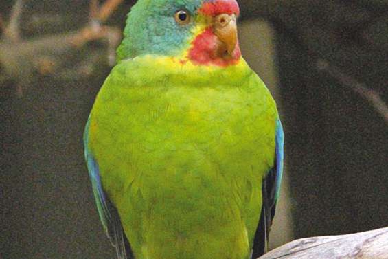 Une perruche menacée par un marsupial