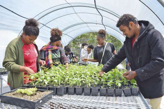 Les graines des formations agricoles ont bien germé
