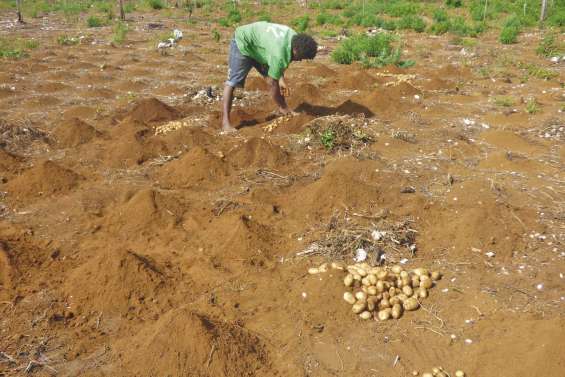 Les jeunes récoltent  les fruits de leur labeur