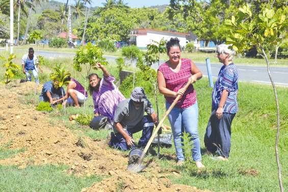 Une initiative verte pousse à la mairie