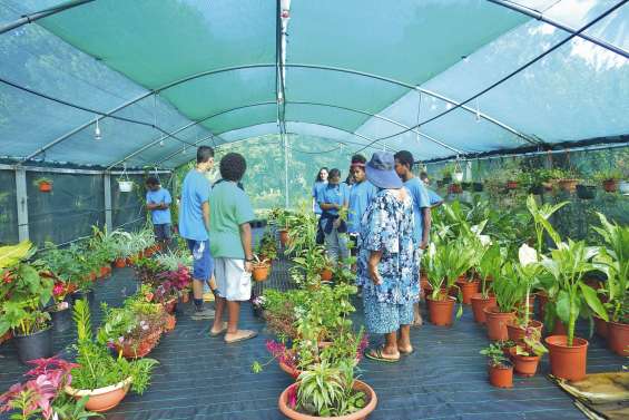 Les collégiens découvrent une serre