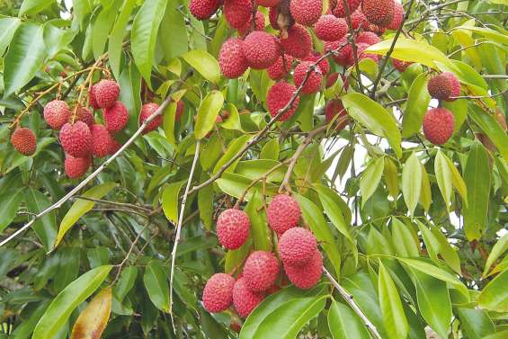 Houaïlou dévoile toutes ses  richesses durant trois jours