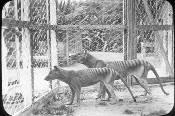 Le tigre de Tasmanie était voué à disparaître
