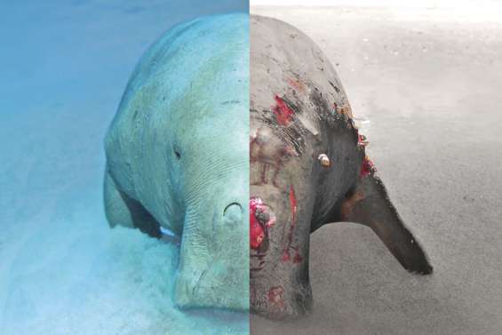 Un numéro d’urgence pourvenir au secours des dugongs