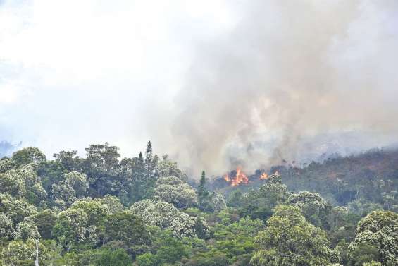 Des dégâts irréversibles sur la forêt
