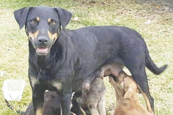 L’île des Pins va tester  la stérilisation des chiens