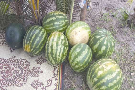 Une deuxième tranche de pastèque à Tiga