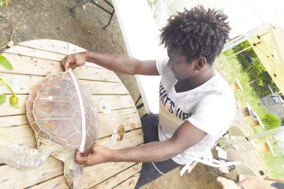 Trop de peu de mâles : les tortues vertes menacées