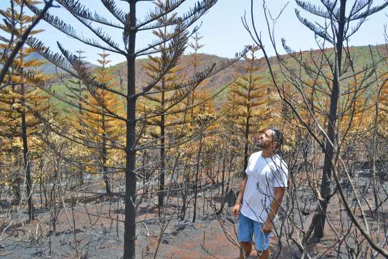 « Il va falloir broyer tous les arbres »