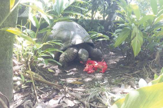 Les obsèques de la tortue Te Ara tau