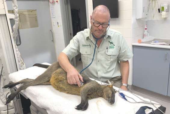 Le wallaby se baladait sur Harbour Bridge