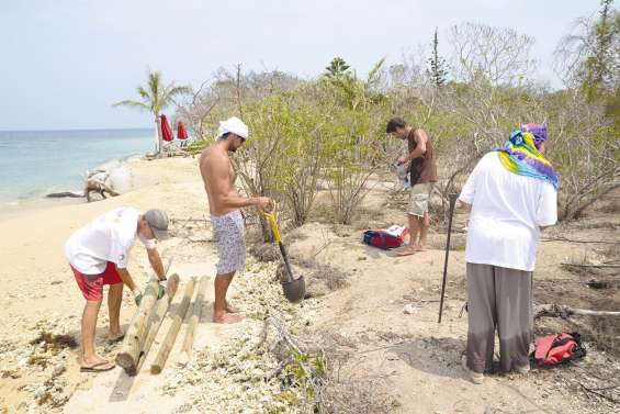 A l’île aux Canards, le « pré carré » des puffins restauré