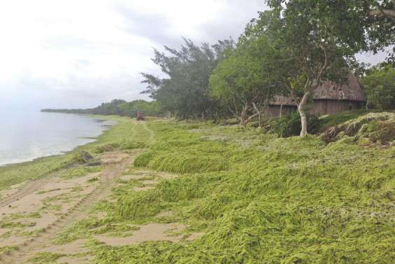À Déva, des algues et des questions