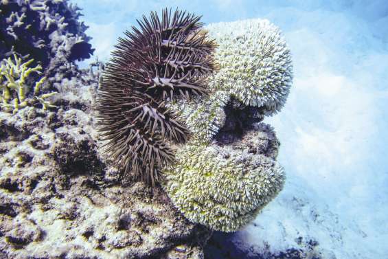 Des milliards pour vaincre l’acanthaster