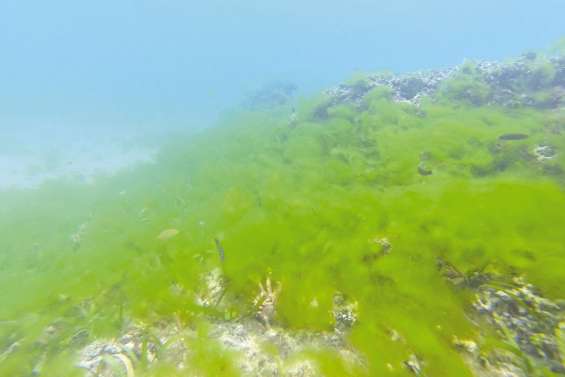 Les algues mettent le récif en danger