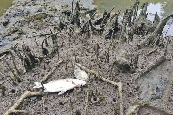 La ZCO s’inquiète d’une mortalité de poissons du creek salé à Poé