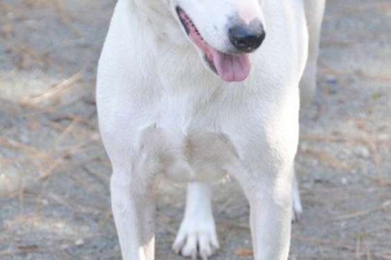 Ils attendent  un maître