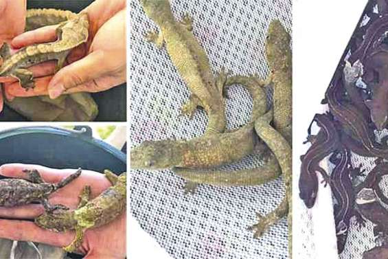 Lourde amende pour le trafiquant de geckos
