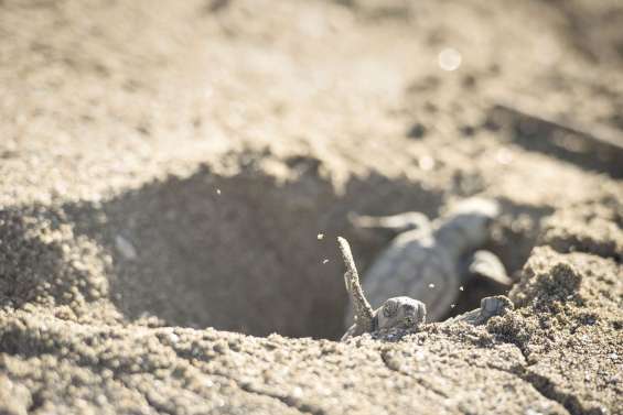 Les pontes des tortues  grosse tête en surchauffe