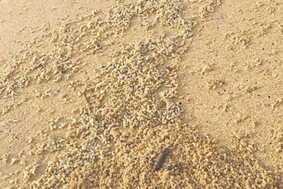 Invasion d’asticots sur des plages