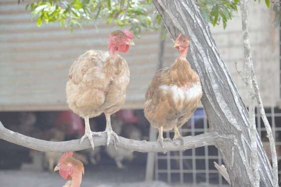 La filière poulet va-t-elle prendre son envol ?