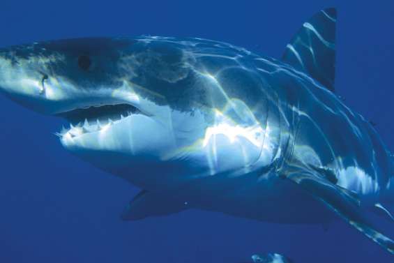 8 000 grands requins blancs recensés