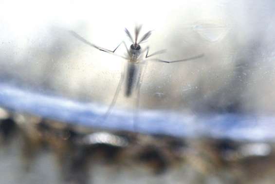 Appel à la vigilance face à une recrudescence de dengue