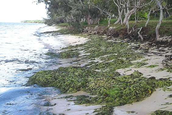 Nouveau dépôt d’algues sur les plages de Poé