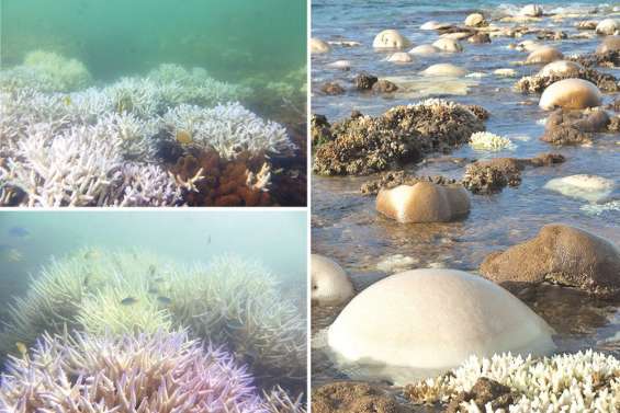 Si vous voyez du corail blanc, signalez-le !
