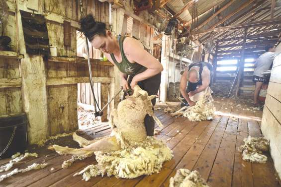 La tonte, ce n’est plus que pour les hommes