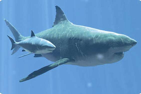 Le voleur a une dent contre le mégalodon