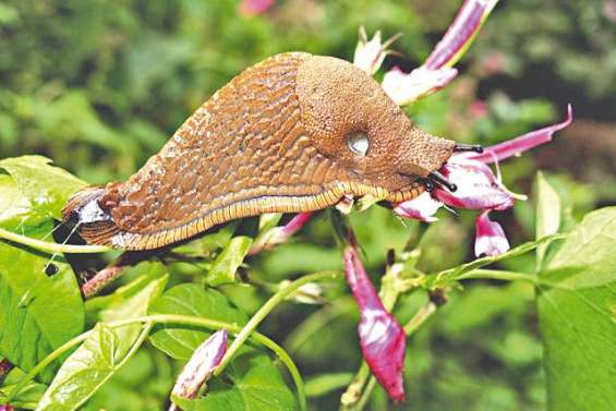 Paralysé après avoir avalé une limace