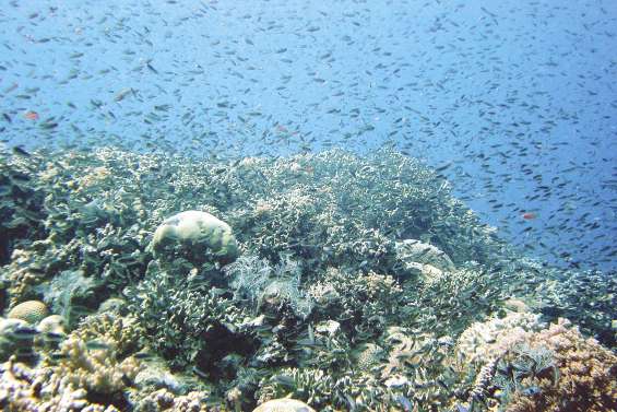 De la pêche industrielle dans les parcs marins