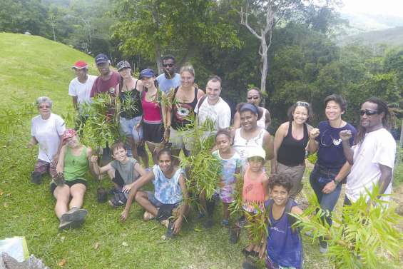 Planter des arbres pour compenser les émissions carbones