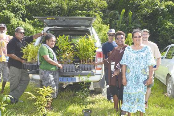 Aux petits soins des arbres
