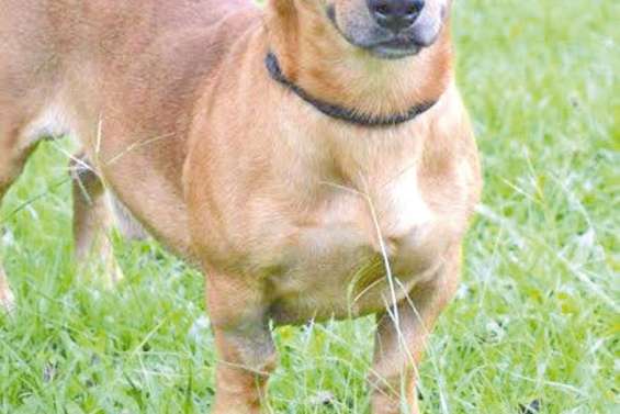 Ils attendentun maître