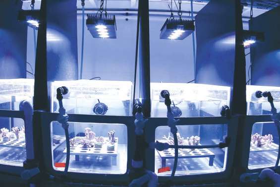 Un bouclier solaire pour les coraux