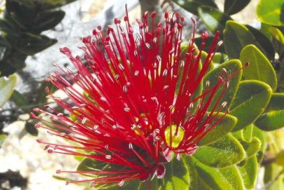 Recherche des « herbonautes »