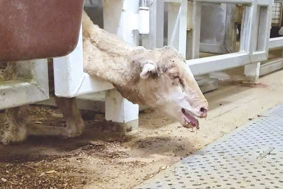 Détresse animale : la vidéo qui a choqué les Australiens