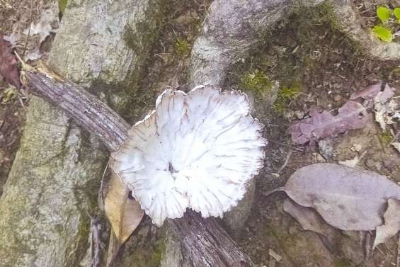 A la découverte  des champignons