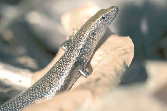 A la découverte  des scinques