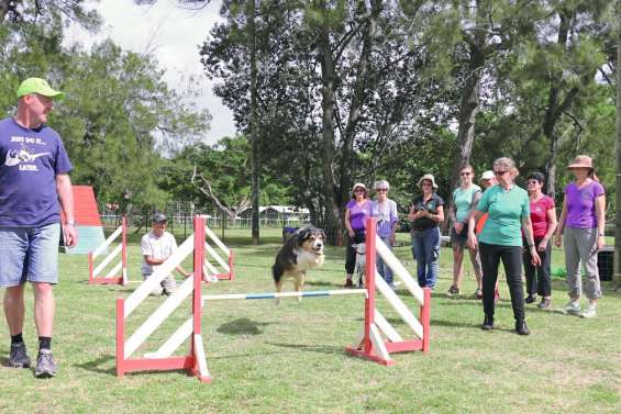 Les chiens calédoniens, maîtres de l’agility