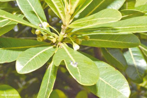 Une application pour devenir « gardien » des plantes