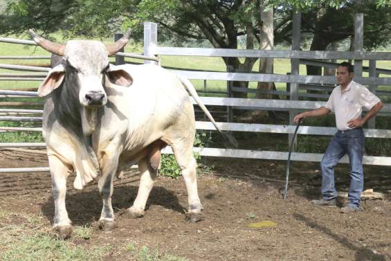 Explosif, mascotte de Port-Laguerre,  est parti vers de nouveaux pâturages 