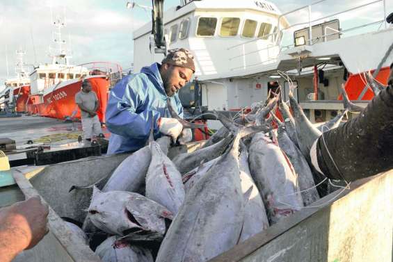 « Cap La Pérouse », une marque  pour anoblir le thon blanc calédonien